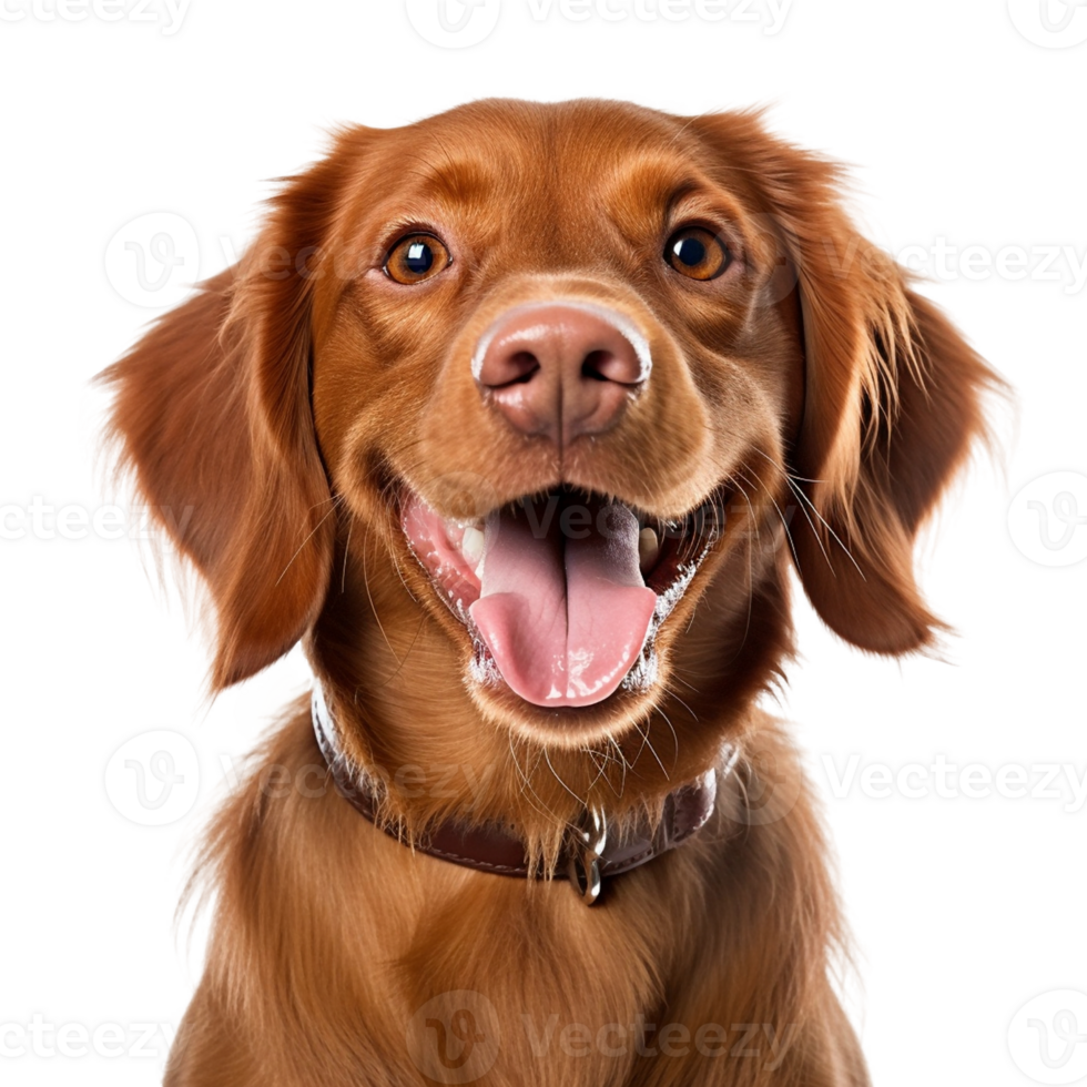 AI generated Very happy smiling dog portrait isolated on transparent background, created with generative AI png