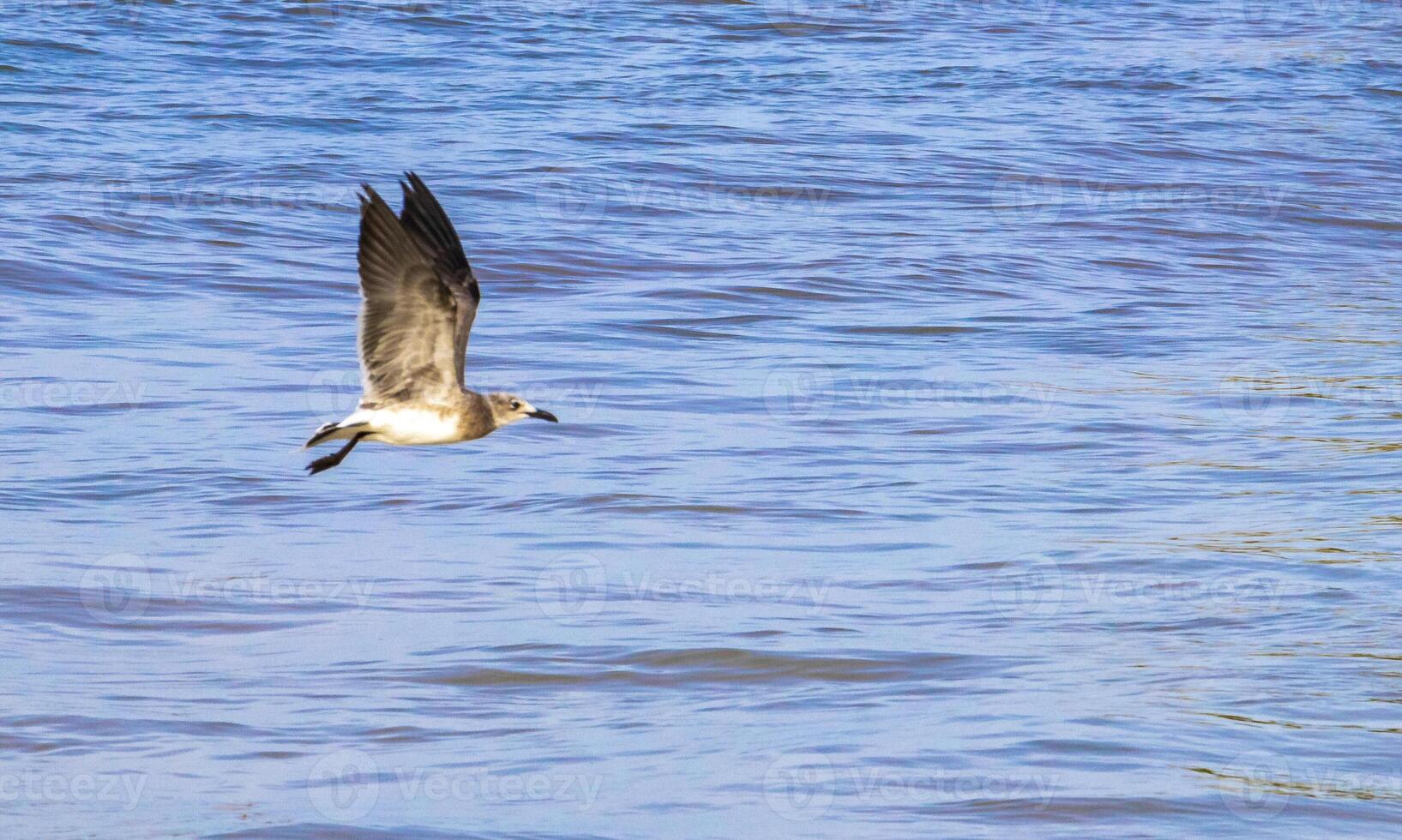 volador Gaviota pájaro es volador en el caribe mar México. foto