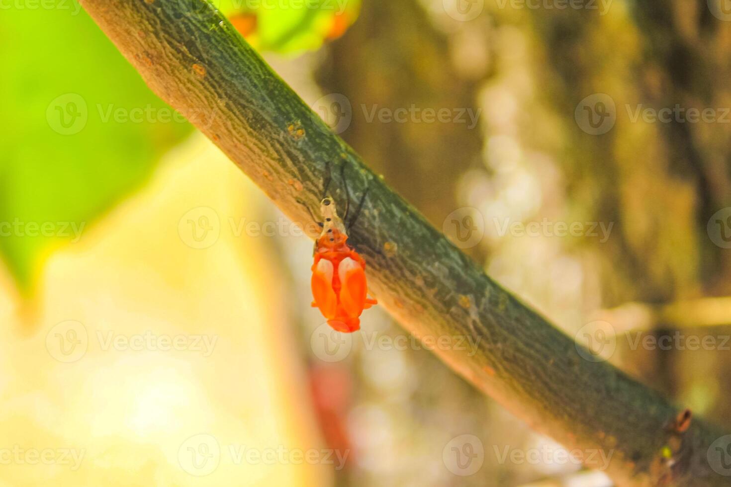 Firebug insect crawling on a branch in Germany. photo