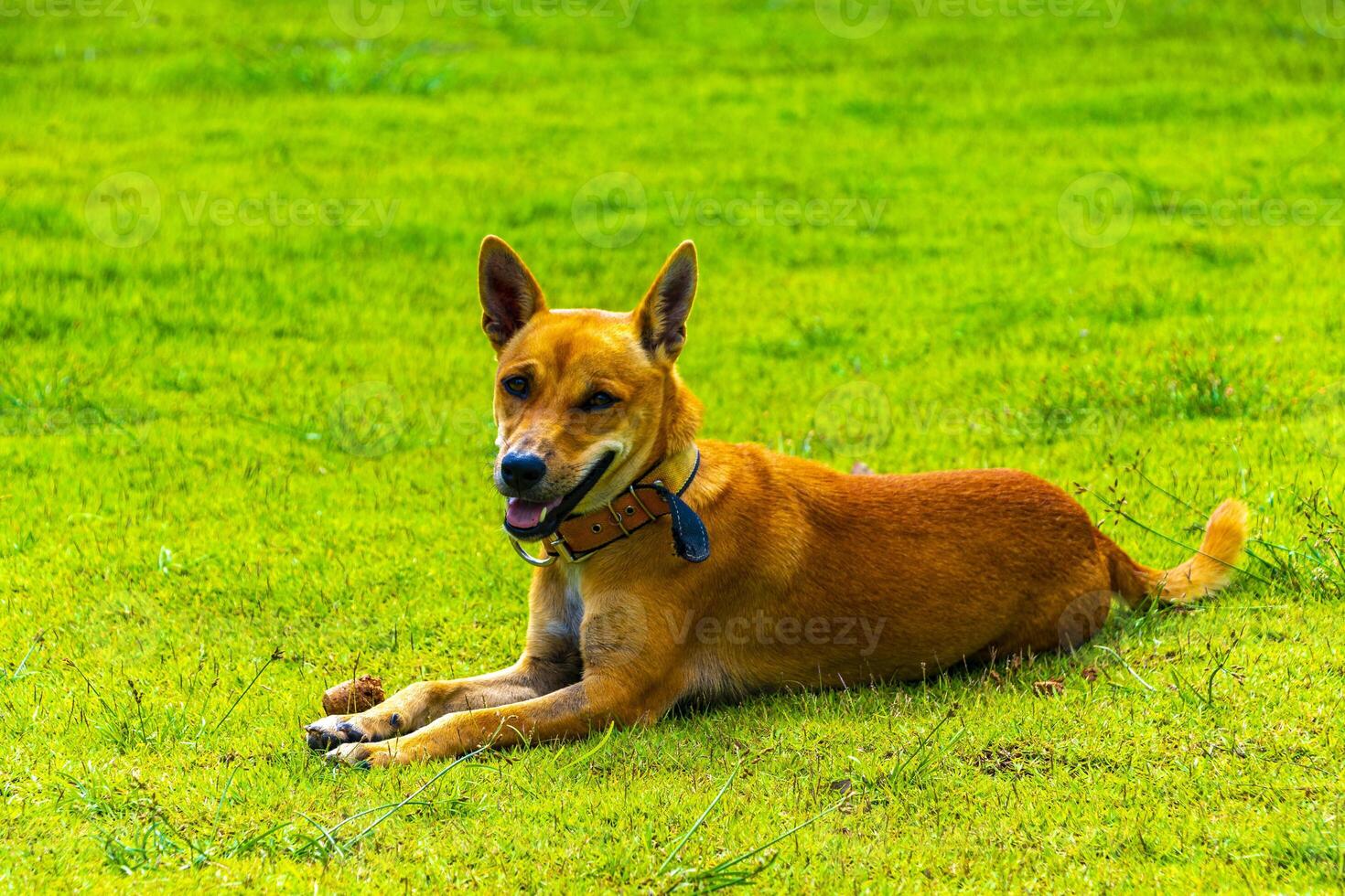 Loving looking dog on green lawn in Ao Nang Krabi Thailand. photo