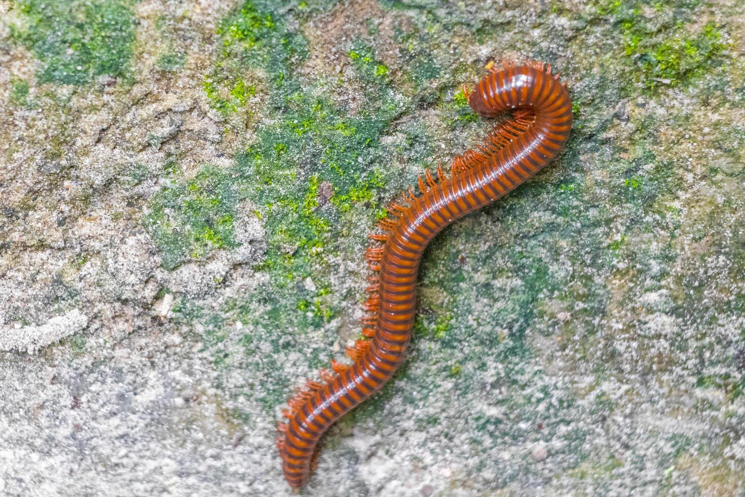 Brown millipede crawls up a mossy stone wall Thailand. photo