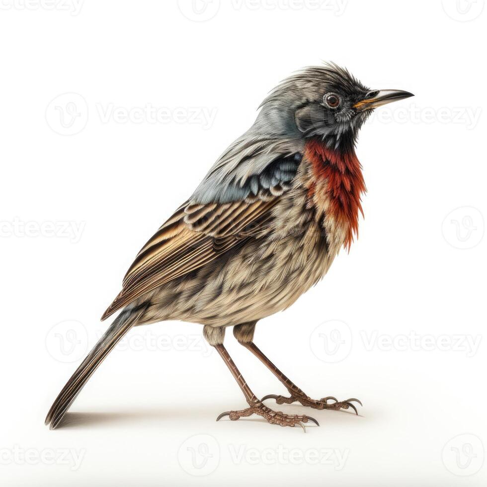 AI generated An image displaying a bird, distinct and clear against a white backdrop, Ai Generated photo