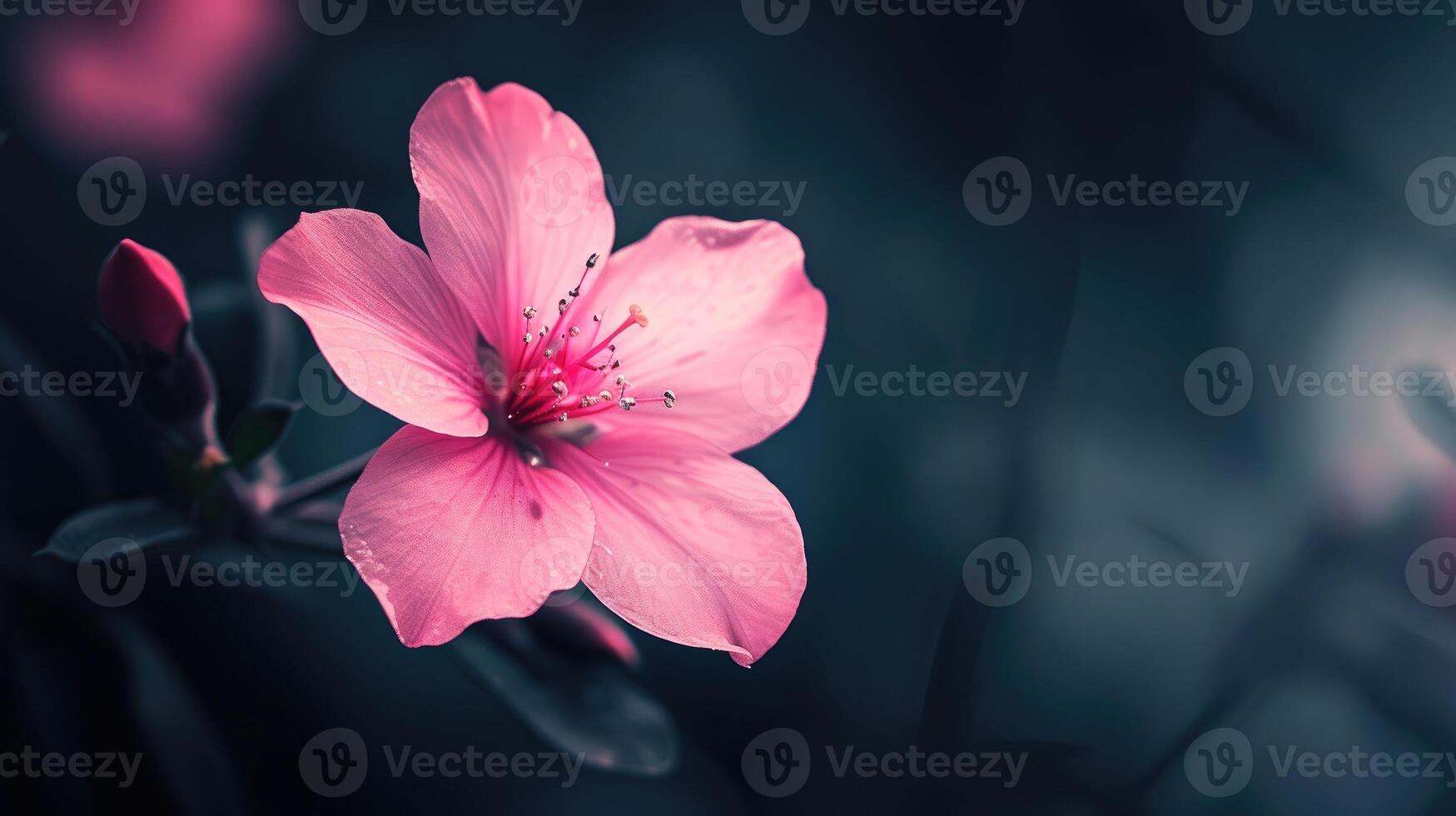 AI generated A captivating pink flower blooms against a striking dark background, a vivid contrast of beauty. Ai Generated. photo