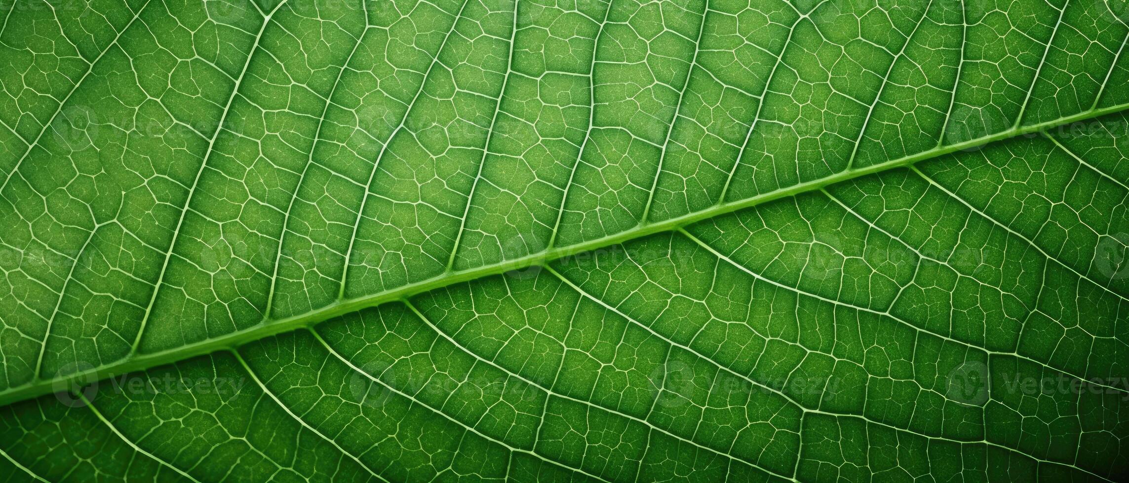 AI generated A captivating closeup macro photograph showcasing the intricate details of green organic foliage leaves, perfect as a textured leafy background, Ai Generated. photo