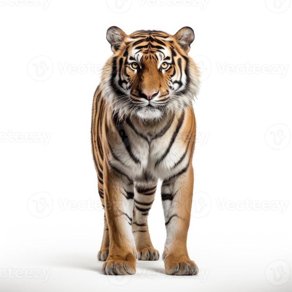 AI generated An image highlighting a tiger, strikingly set before a white backdrop, Ai Generated photo