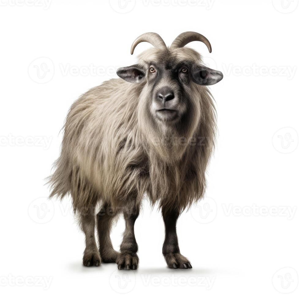 AI generated A clear image showcasing a goat with a purely white backdrop, Ai Generated photo