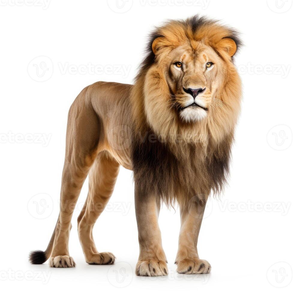 AI generated An image showcasing a majestic lion, contrasted with a white backdrop, Ai Generated photo