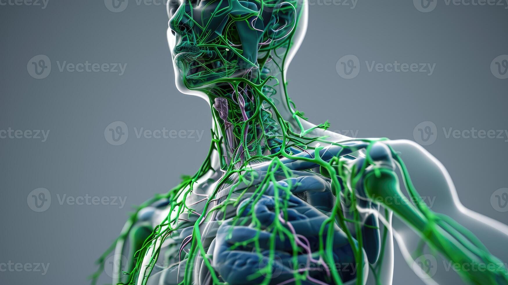 AI generated Detailed anatomy of the human lymphatic system, a vital study, Ai Generated photo