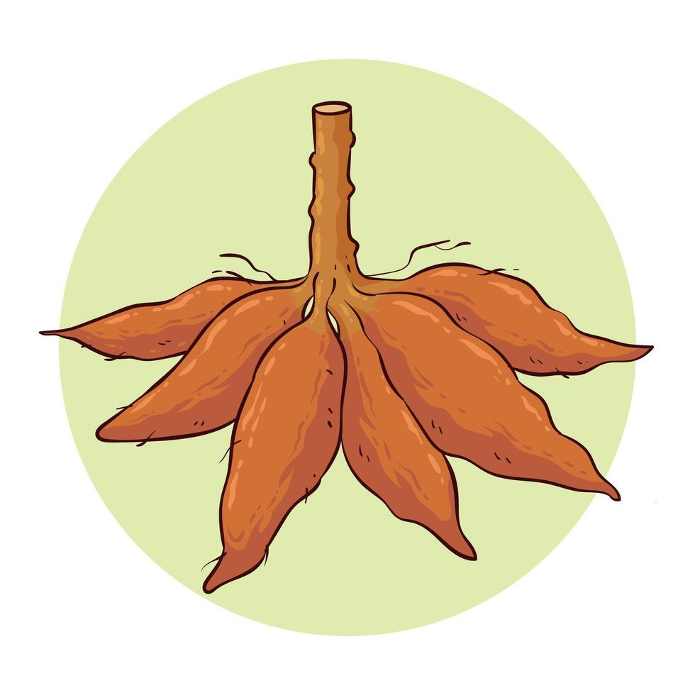 hand drawn cassava illustration vector
