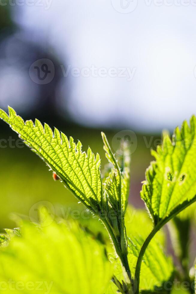 verde ortiga con Rocío gotas en el bosque. superficial profundidad de campo. foto