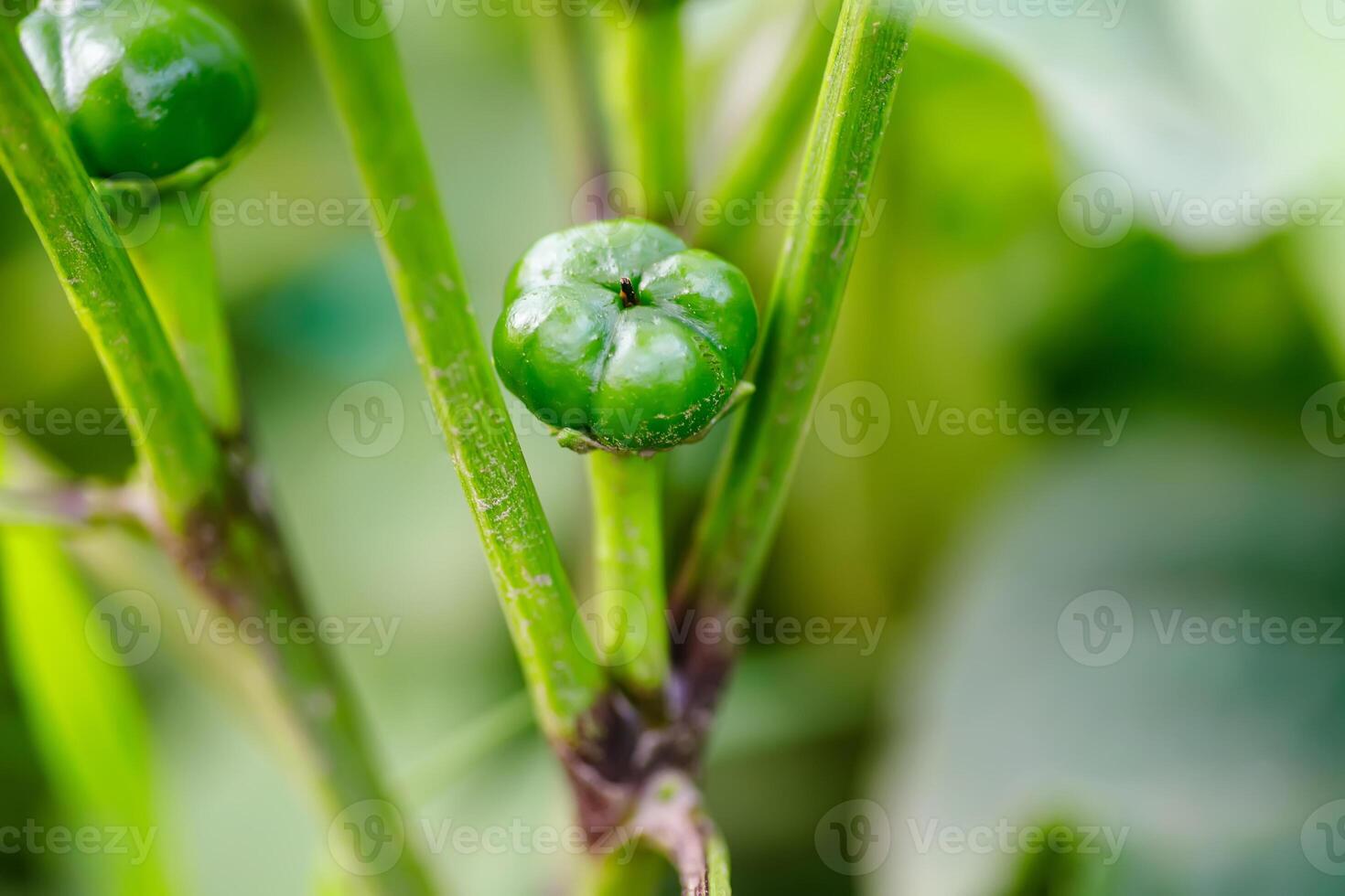 Green pepper on the plant in the garden, Selective focus. photo