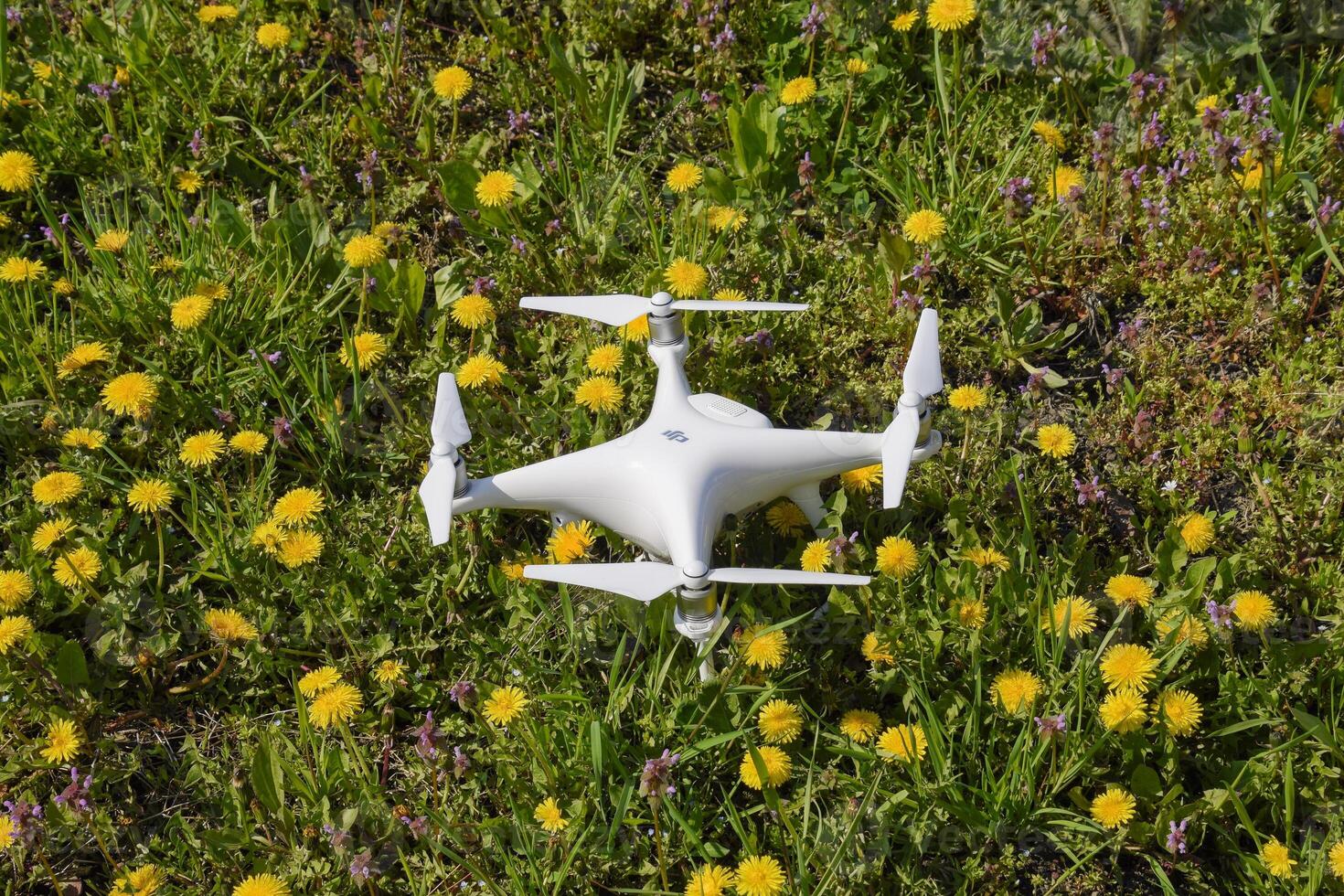 Quadrocopter DJI Phantom 4 is on a clearing with dandelion flowers. photo