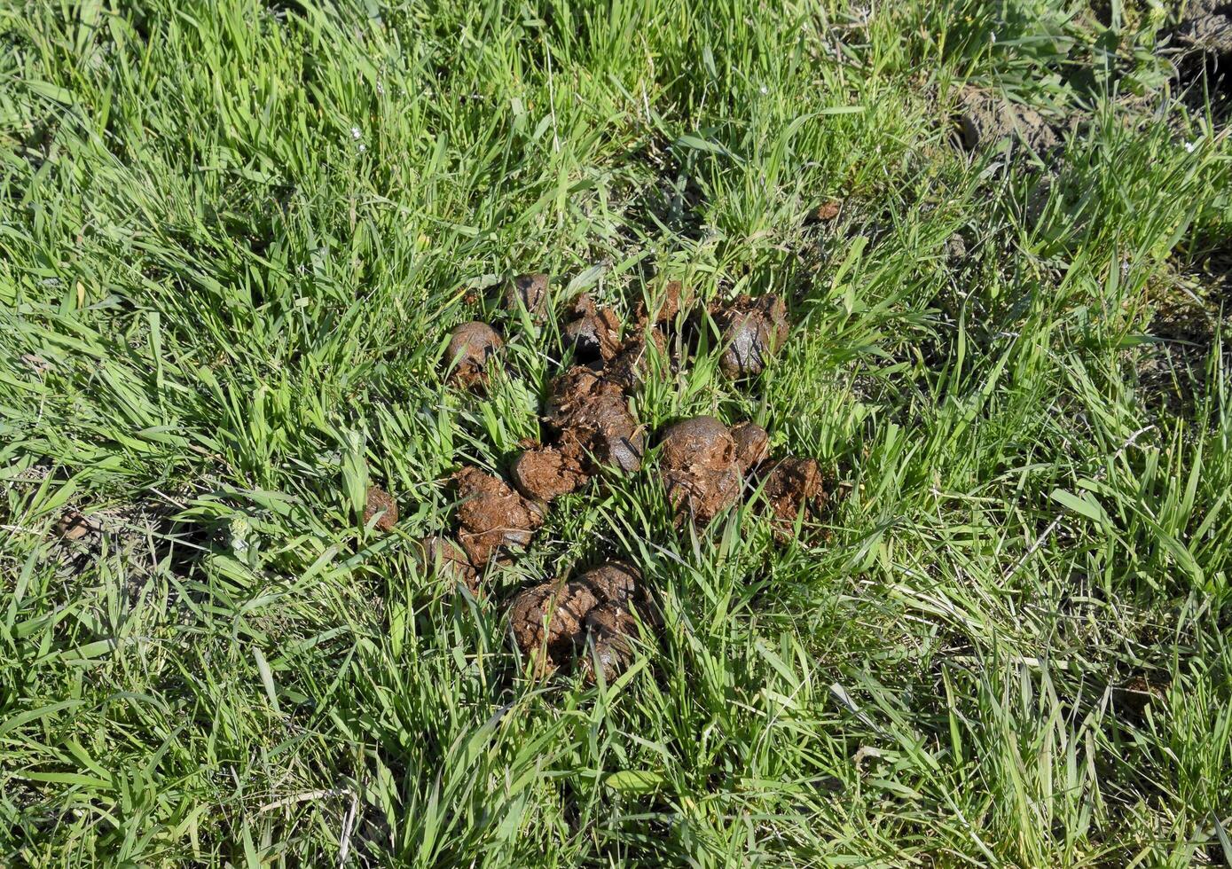 Horse manure on the grass in the pasture photo