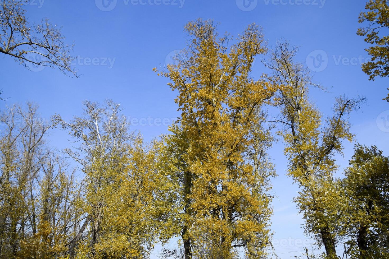 Autumn poplar trees shed their leaves. Fall in nature photo