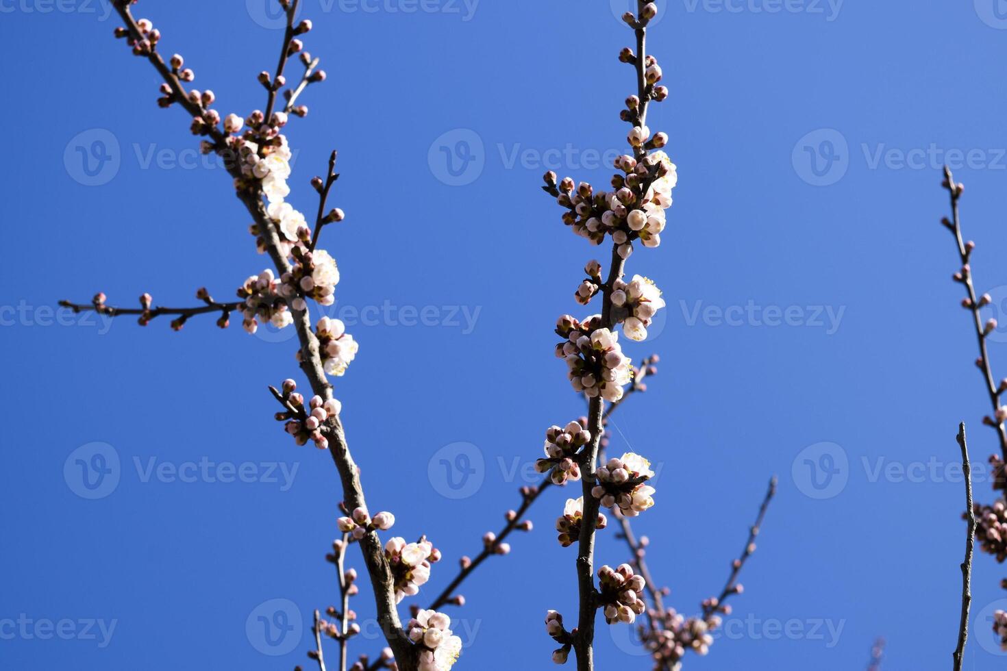 Spring flowering trees. Pollination of flowers of apricot. Bloom photo