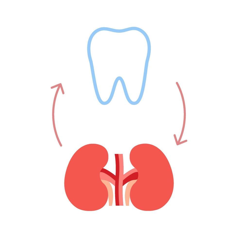 Connection of healthy teeth and kidneys. Relation health of human kidneys and tooth. Renal and chewing unity. Vector illustration