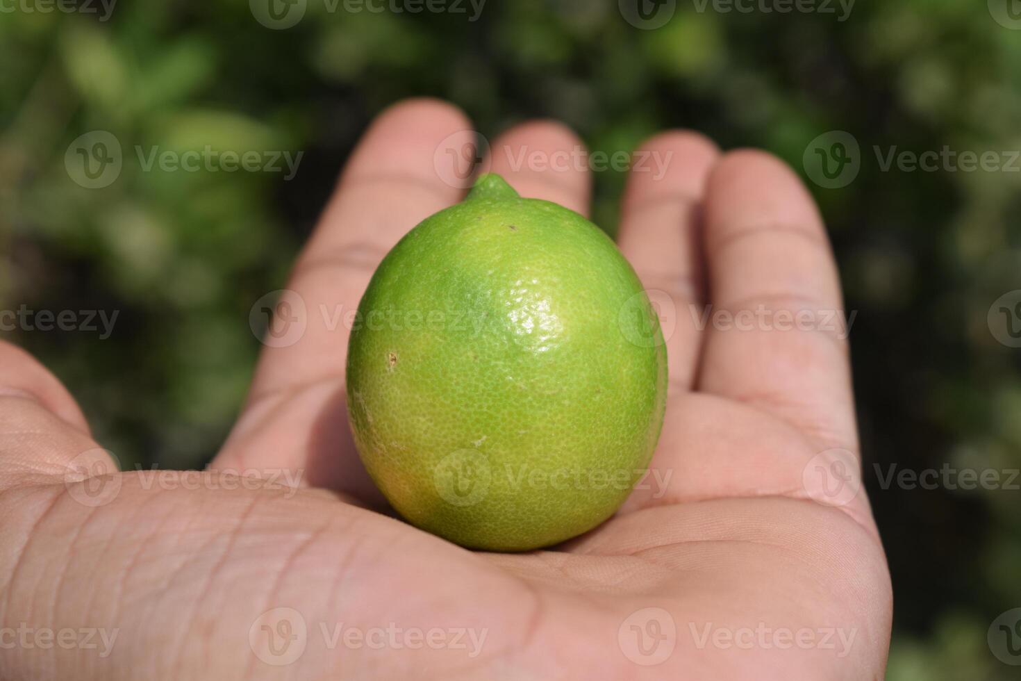 a person holding a lime in their hand photo