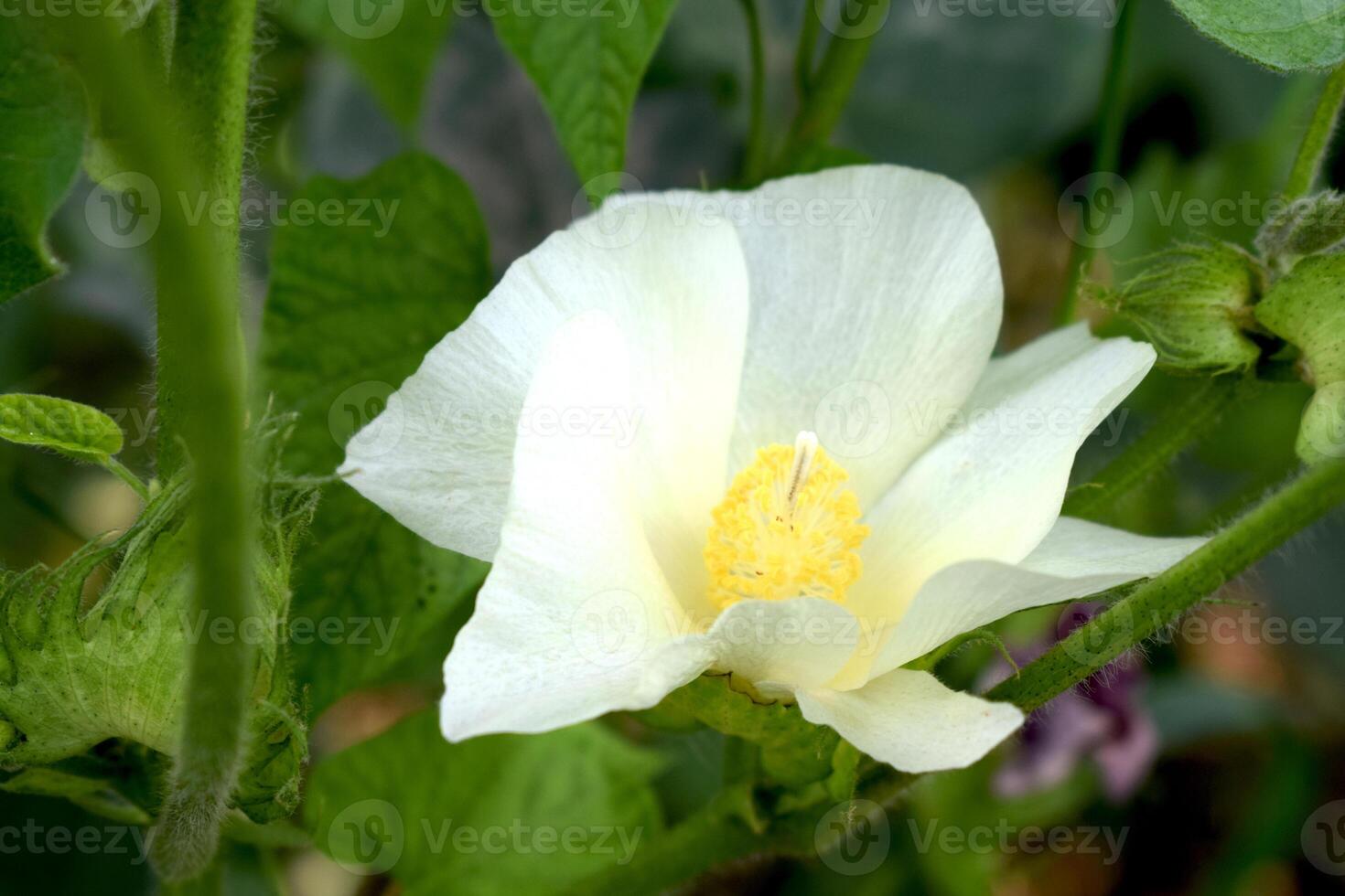 A white coton flower with green leaves and yellow center photo