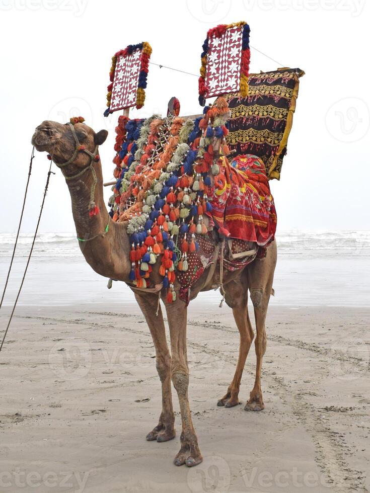 a camel with colorful decorations photo