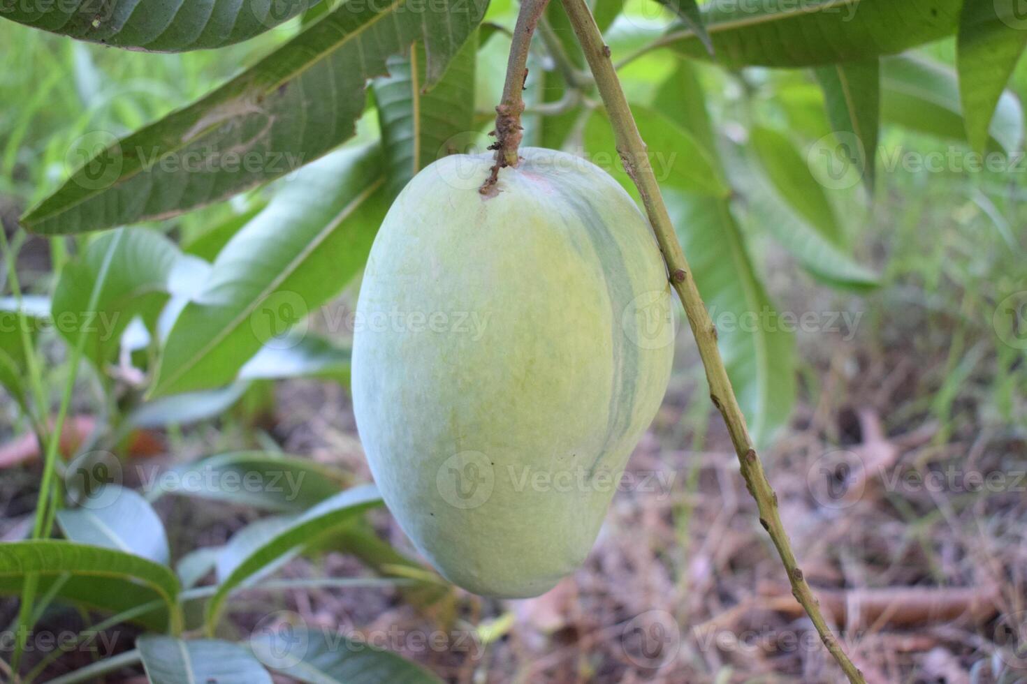 Closeup of Mangoes hanging,mango field,mango farm with sun light effect, agricultural concept photo