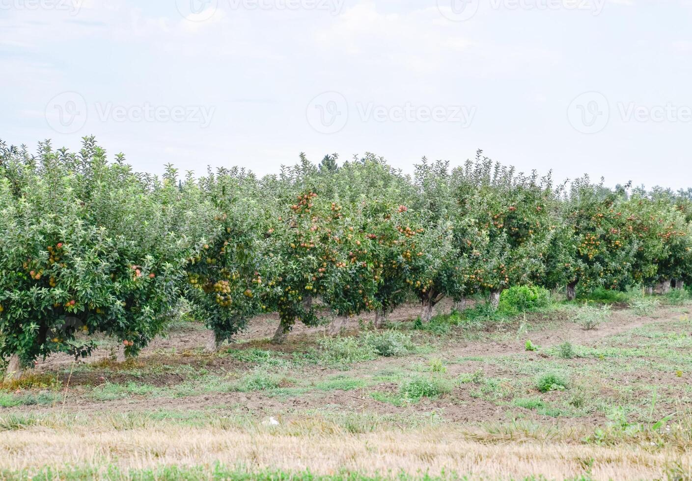 manzana huerta. filas de arboles y el Fruta de el suelo debajo el arboles foto