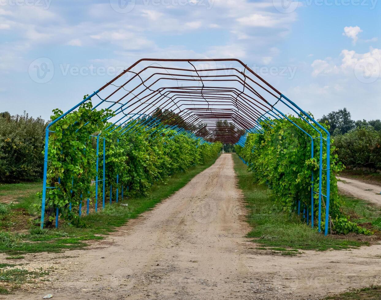 A large shed is a gazebo made of metal rods along a dirt road. photo