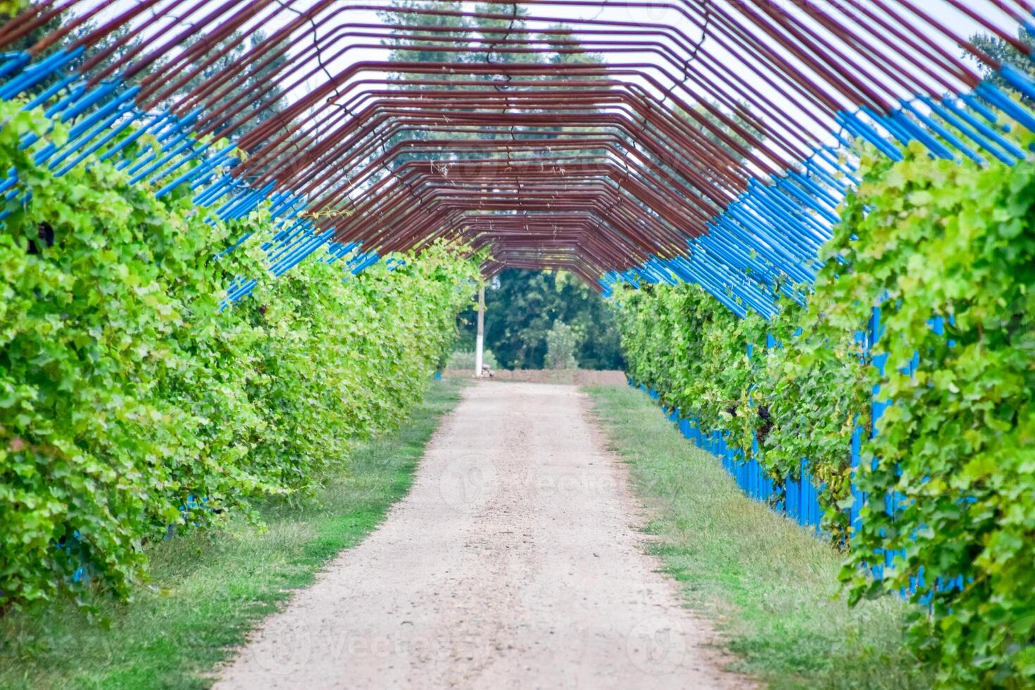 A large shed is a gazebo made of metal rods along a dirt road. photo