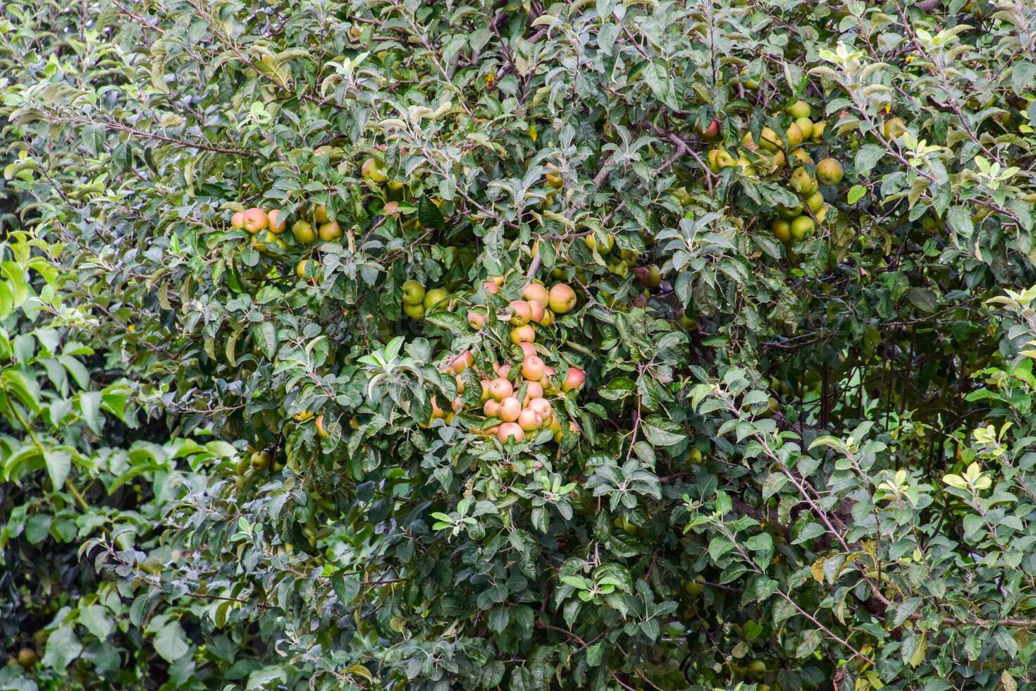 Apple orchard. Rows of trees and the fruit of the ground under the trees photo