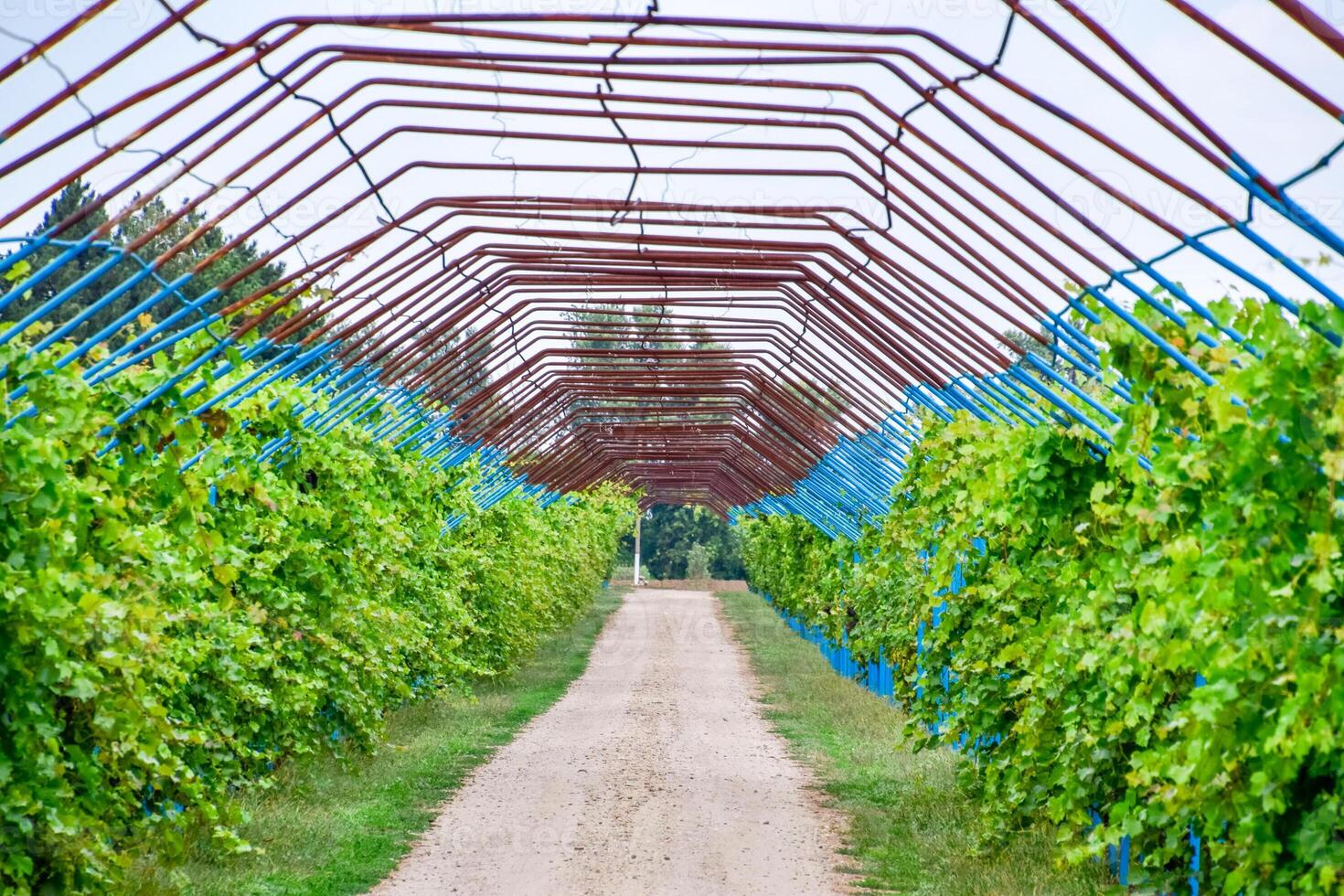 A large shed is a gazebo made of metal rods along a dirt road. photo