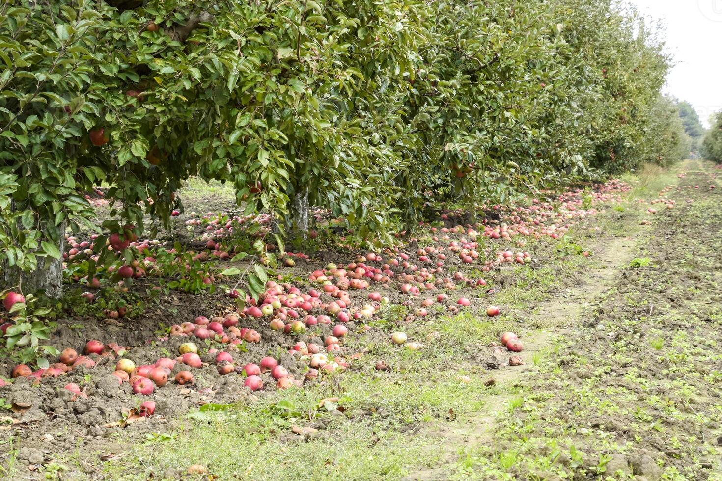 manzana huerta. filas de arboles y el Fruta de el suelo debajo t foto