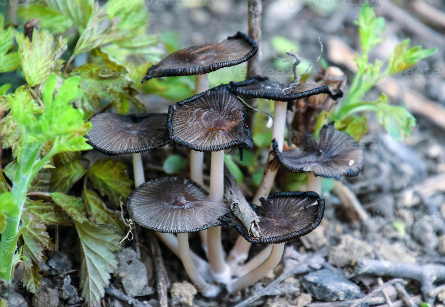 False mushrooms on the ground. The growth of fungi on moist soil. photo