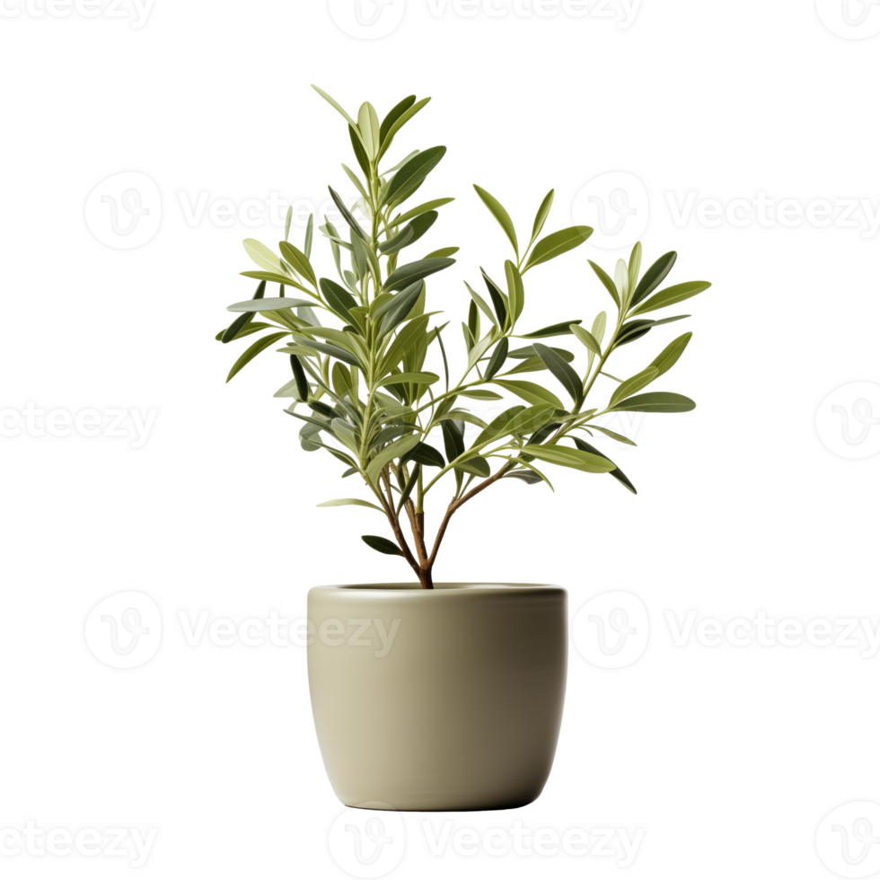 AI generated Olive plant in the pot isolated on a transparent background. png