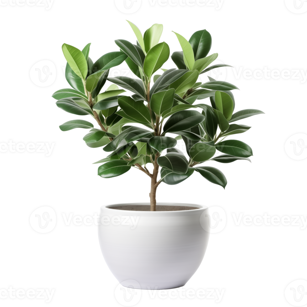 AI generated Ficus tree in the pot isolated on a transparent background. png