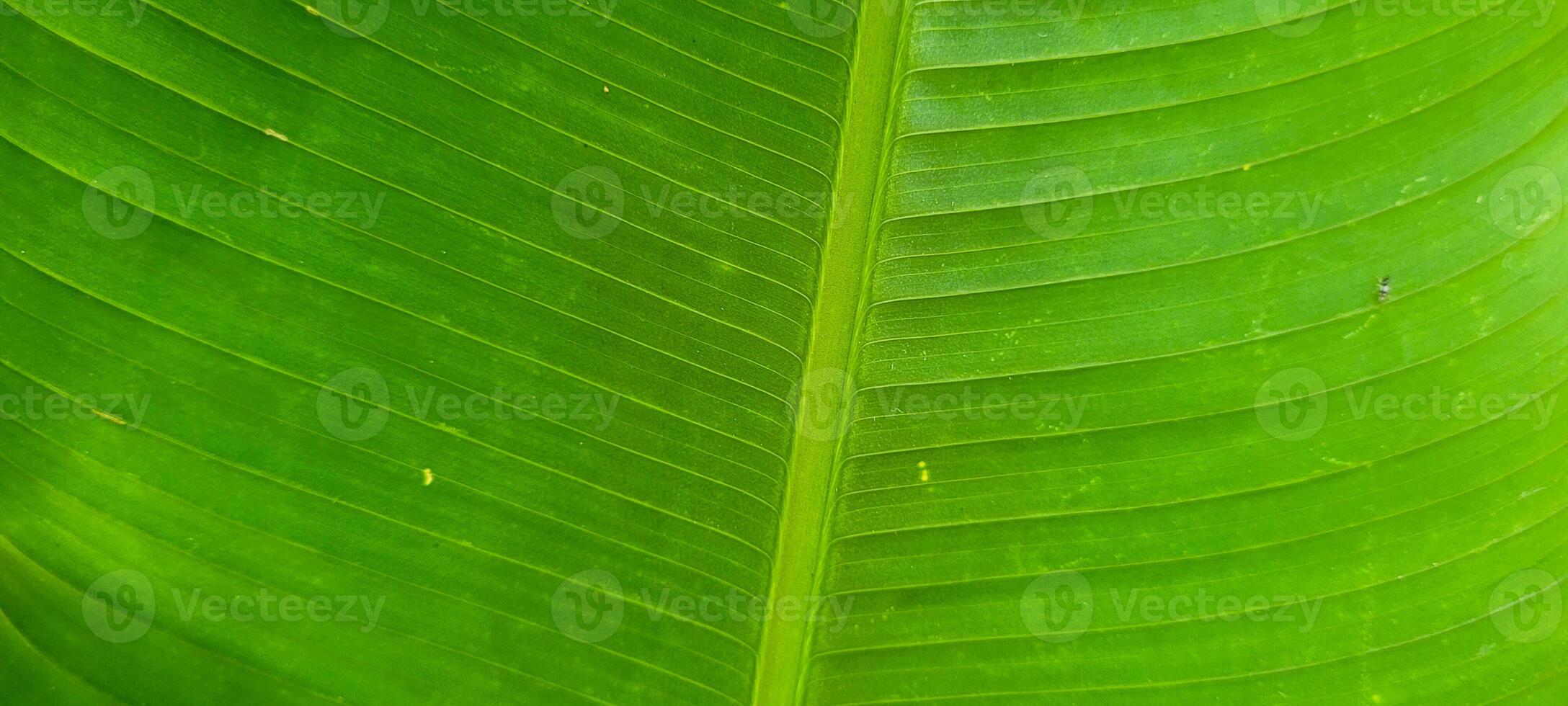 tropical palm trees on a sunny day on the beach on the coast of Brazil amid photo