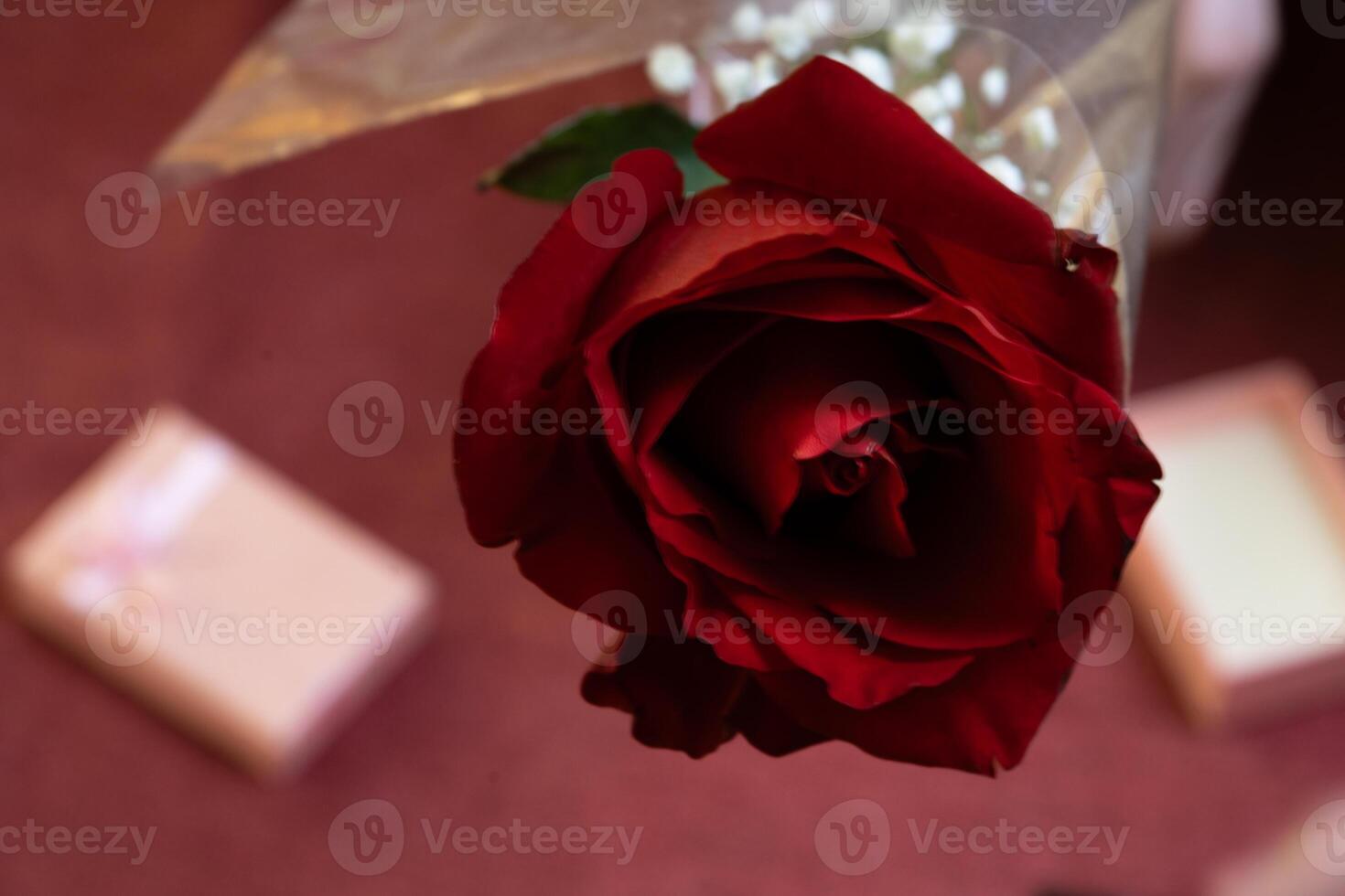 valentines day rose close up photo