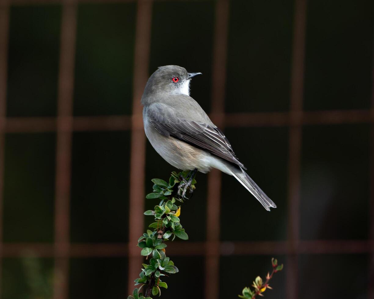 fire eyed diucon perched on a bush photo