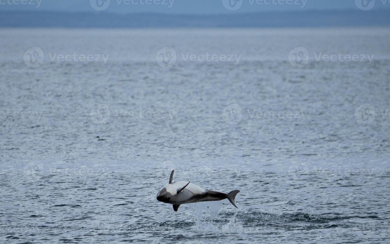 Austral dolphin jumping out of the water photo