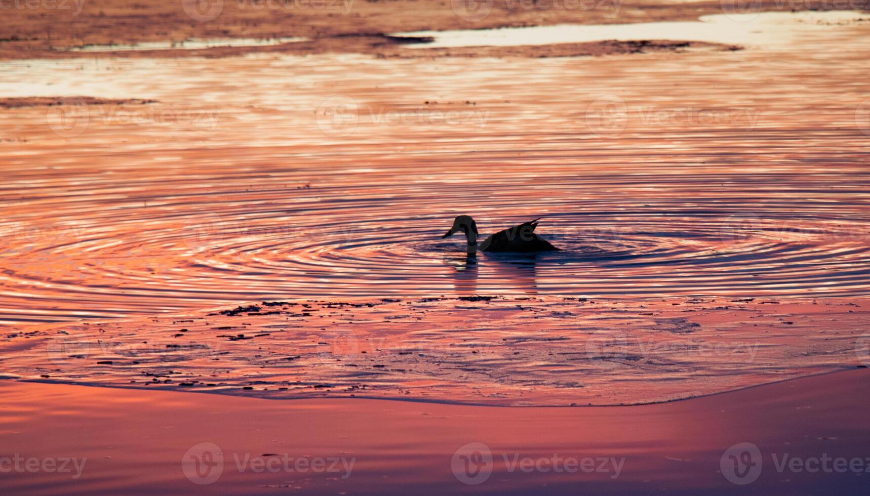 duck swimming at sunset photo