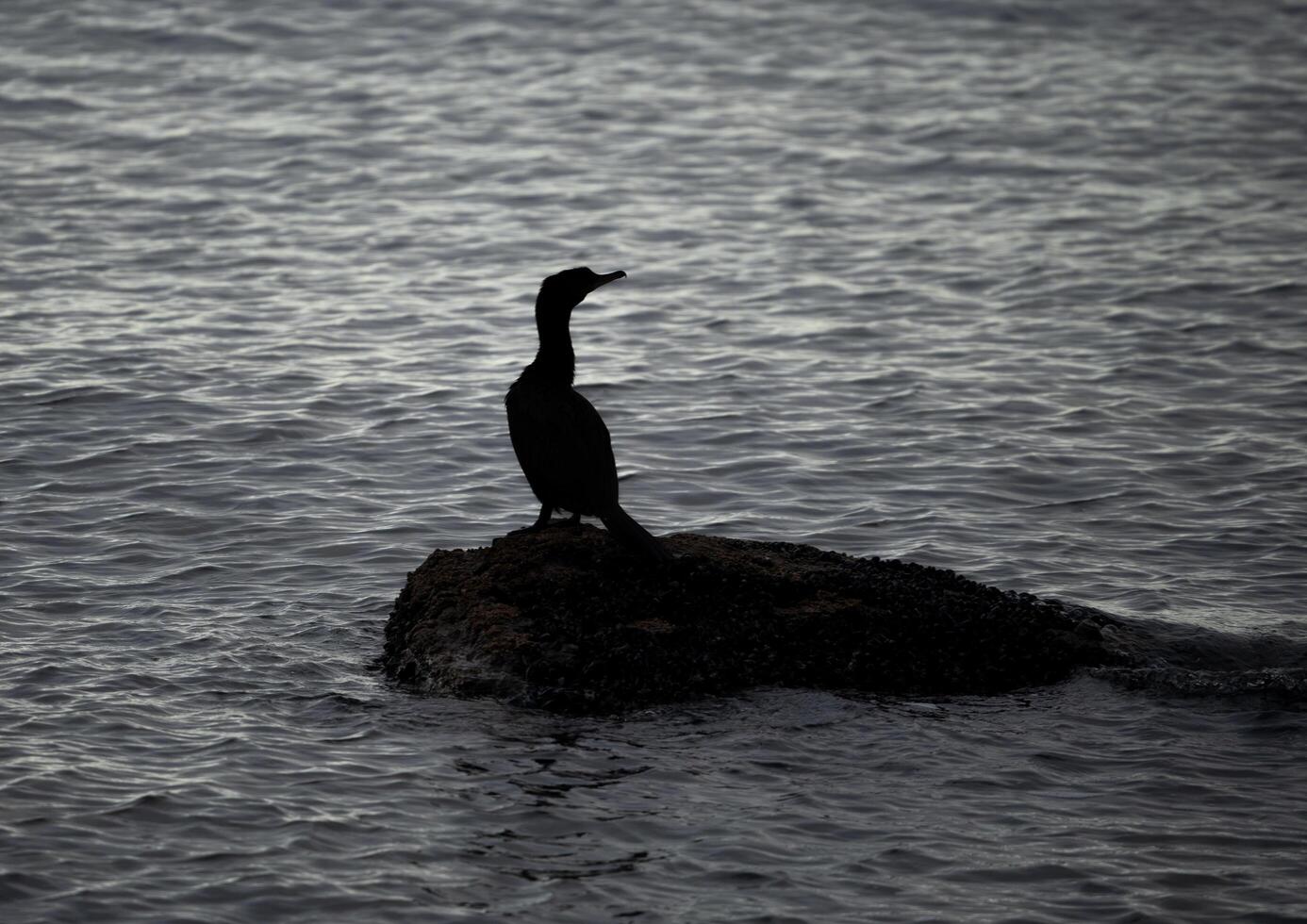 cormorán en pie en un rock a noche foto