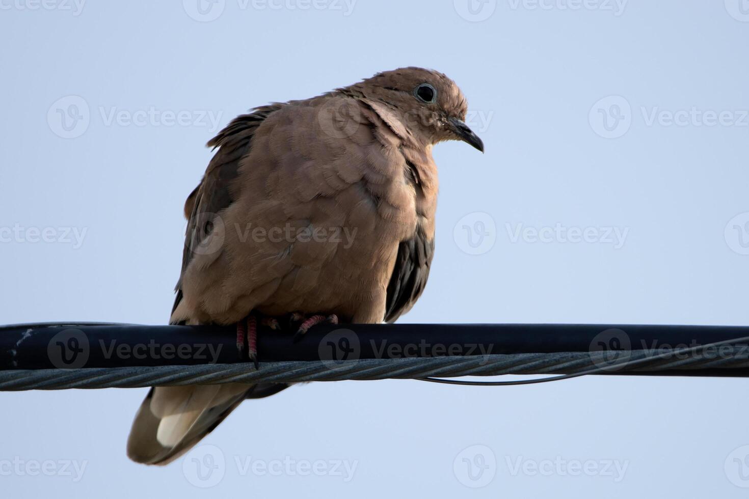 Eared Dove on an electric cable photo