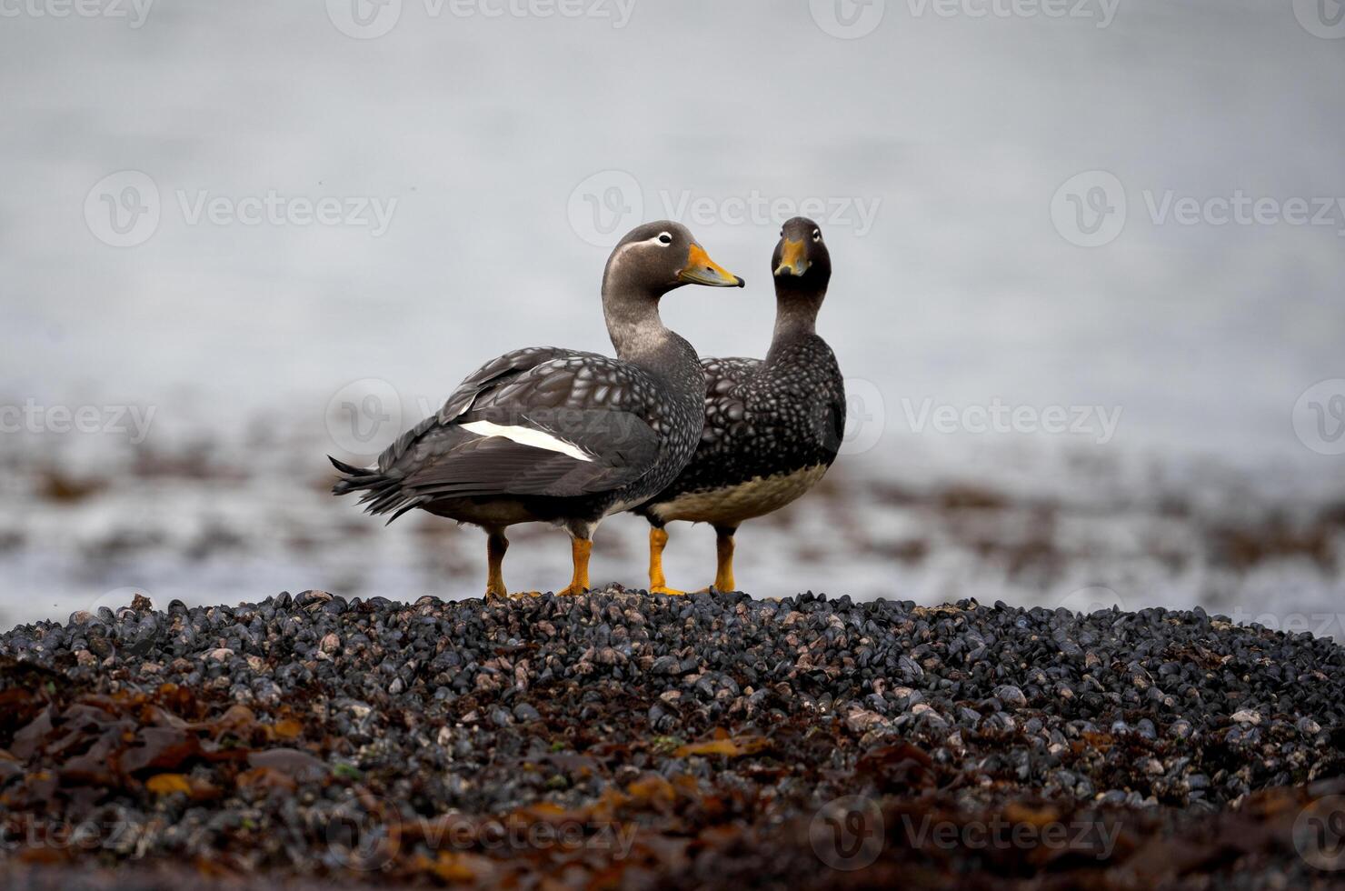 pair of steamer ducks out of the water photo