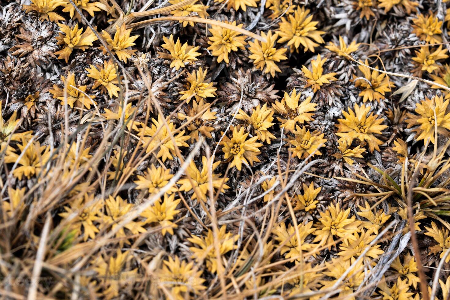 dried yellow flower background photo