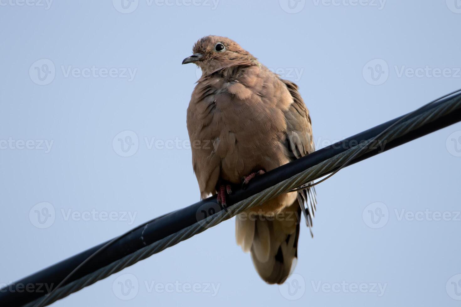 Eared dove on a cable looking down photo