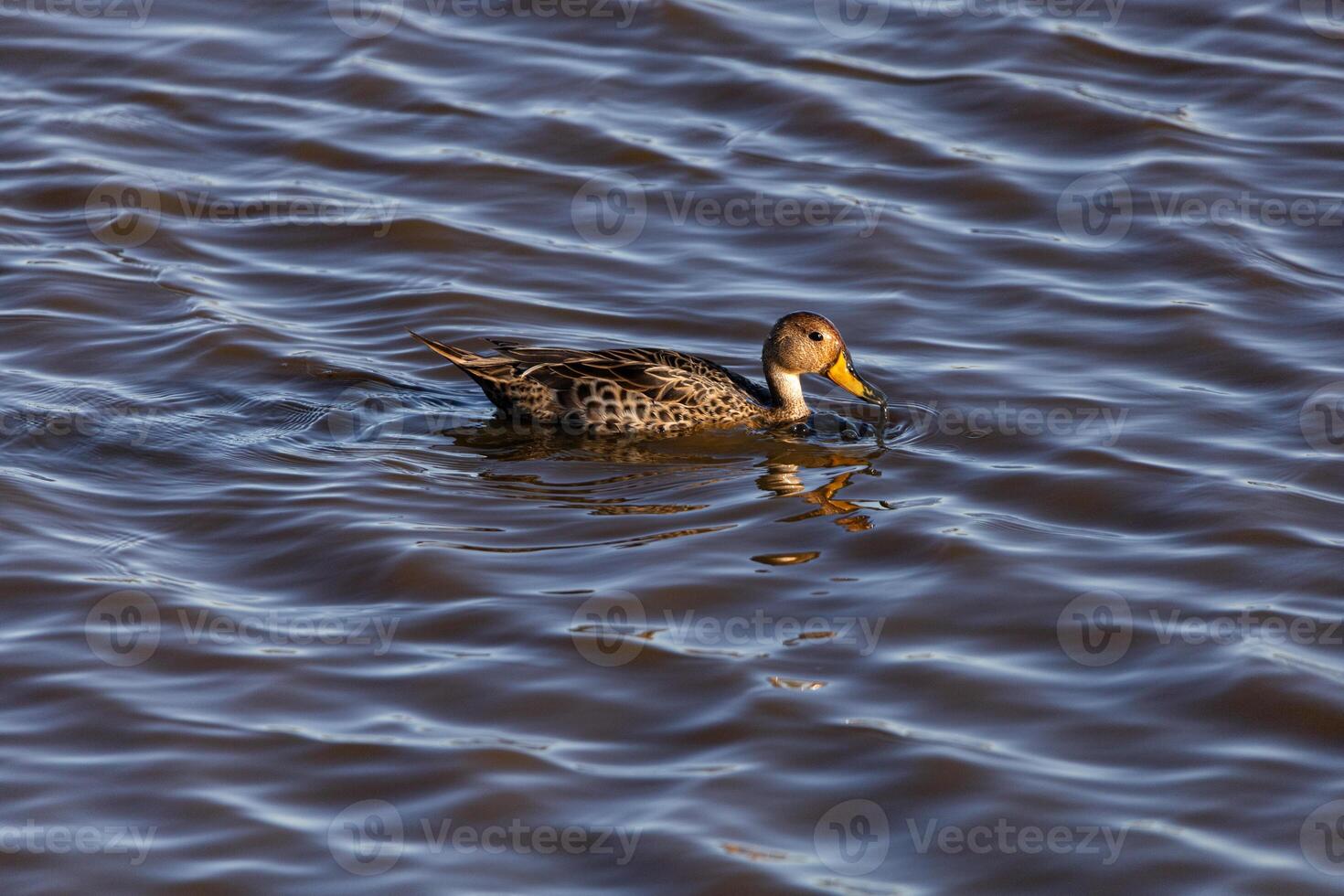 Yellow-billed Pintail swimming in a lake photo