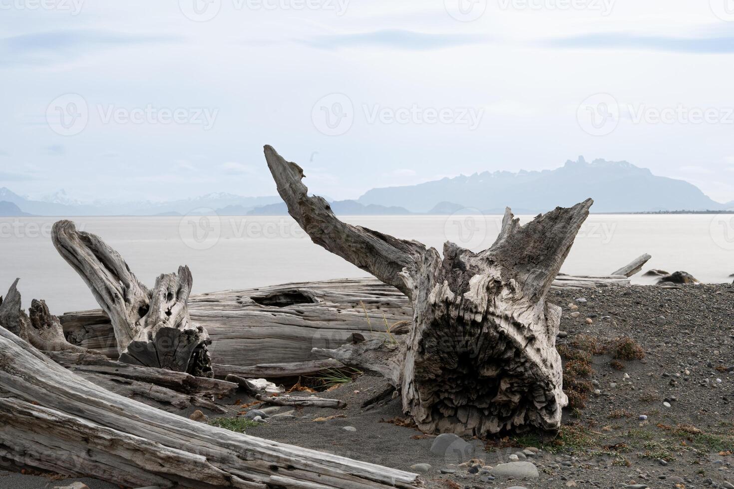 fallen tree trunks on a beach, deforestation photo