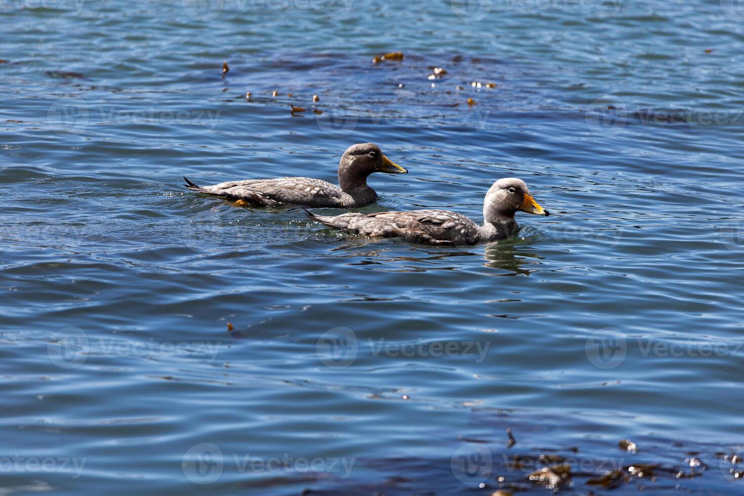 couple of steamer ducks swimming in the Pacific Ocean photo