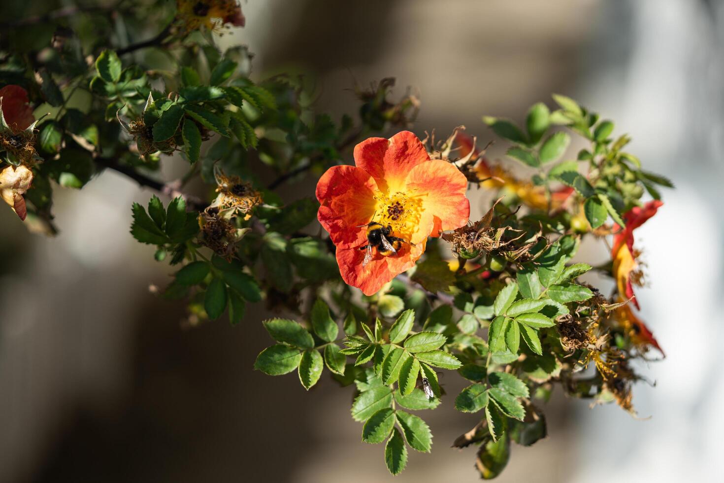 bumblebee on an orange flower photo