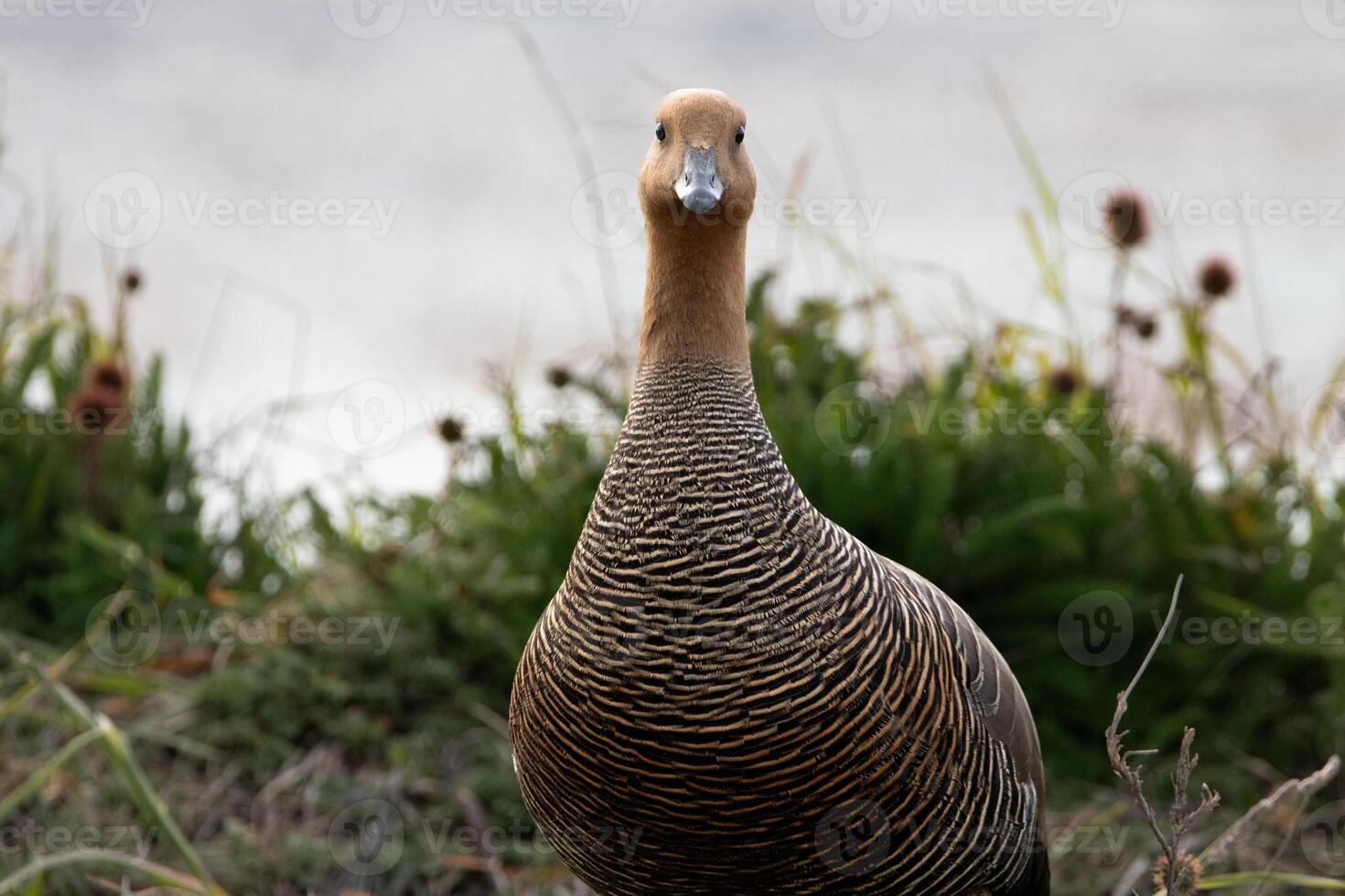 female ashy headed goose watching the nest photo