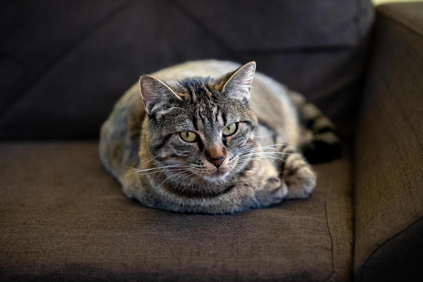 angry cat on a sofa looking at the camera photo