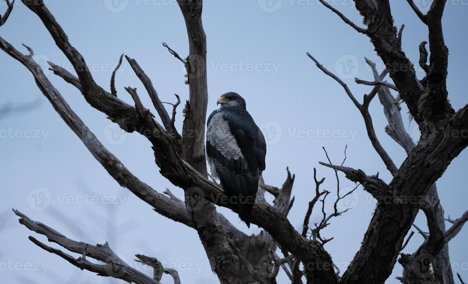 black chested buzzard eagle on a tree at sunset photo